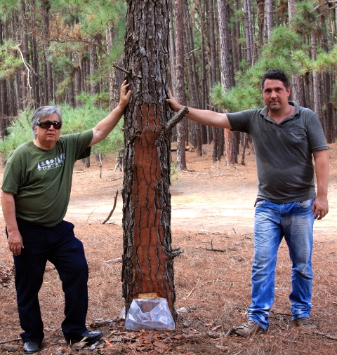 Laércio Coutoe ThannarBubna, diretores da Tecflora ao lado de pinus com resinagem - Crédito Arquivo pessoal